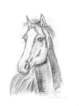 Pferd Zeichnung #9