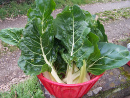 Légumes feuilles/fleurs et aromatiques