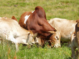 Nose to Tail Zebu Rind 07.09.2019