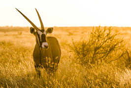 Oryx au couchant - 40 x 60 cm