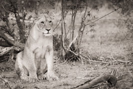 Lionne en observation - 20 x 30 cm