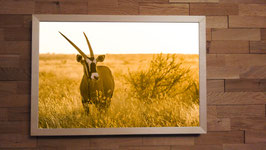 Oryx au couchant - 40 x 60 cm + CADRE