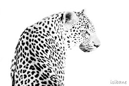 2 - LEOPARD HIGH-KEY