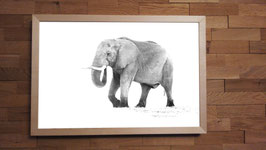 Eléphant à bottes - 40 x 60 cm + CADRE