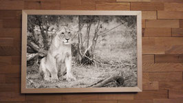 Lionne en observation - 40 x 60 cm + CADRE