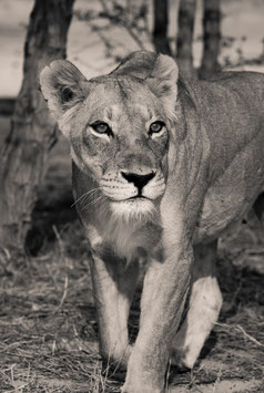 Lionne du Kalahari - 40 x 60 cm