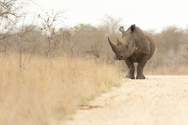 Rhino "blanc" - 40 x 60 cm