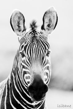 16 - PORTRAIT DE ZEBRE