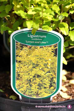 Ligustrum Lemon & Lime