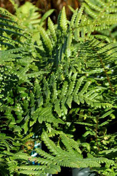 Dryopteris affinis