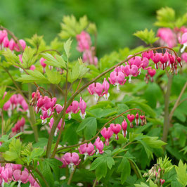 Dicentra