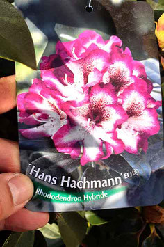 Rhodo "Hans Hachmann"