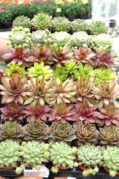 Sempervivum "Mini" p6