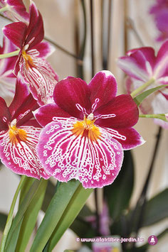 Orchidée Miltoni Tigrée fushia et blanc.