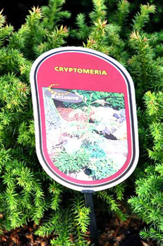 Cryptomeria Vilmoriniana