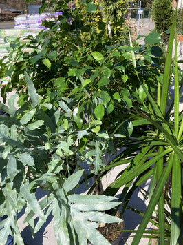 Ficus - Ycca - Dracaena