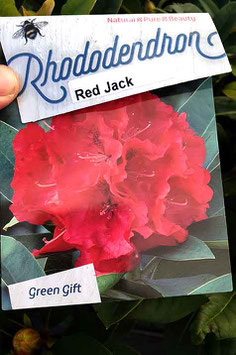 Rhodo "Red Jack"