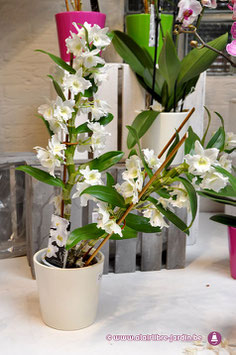 Dendrobium Blanc