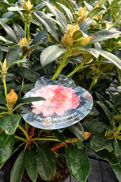 Rhodo "Percy Wiseman"