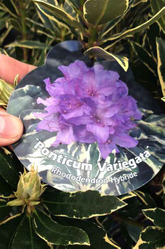 Rhodo "Variegata"