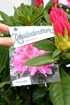 Rhodo "Cosmopolitan"