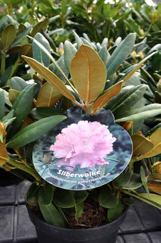 Rhodo "Silberwolke"