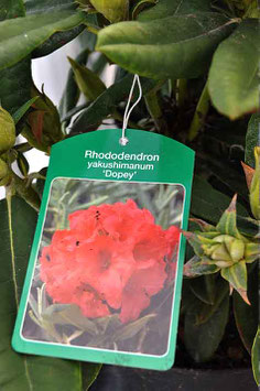 Rhodo "Dopey"