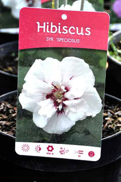 Hibiscus "Speciosus"