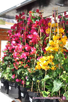 Bougainvillier MIX