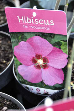 Hibiscus "Woodbridge"