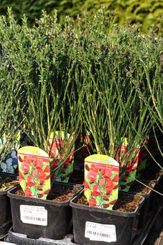 Cytisus "Boscoop Ruby"