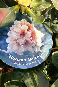 Rhodo "Horizon Monarch"