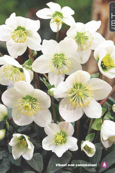 Hellebores