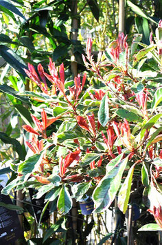 Photinia Fraseri "Pink Marble Cassini"