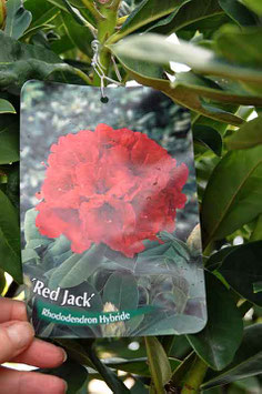 Rhodo "Red Jack XL"