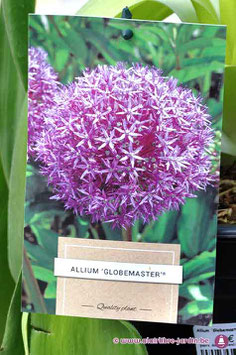 Allium "Globemaster"