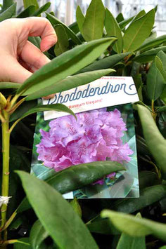 Rhodo "Roseum Elegans"