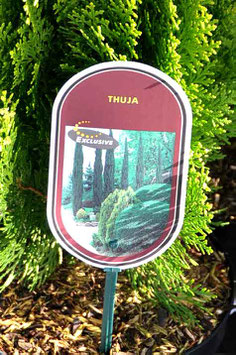 Thuja "Nana"