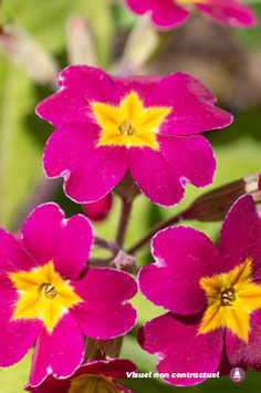 Primula