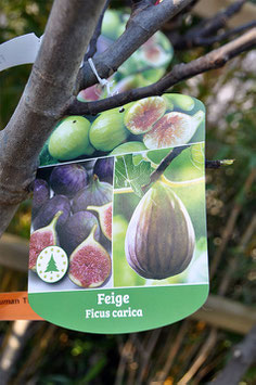 Ficus Carica