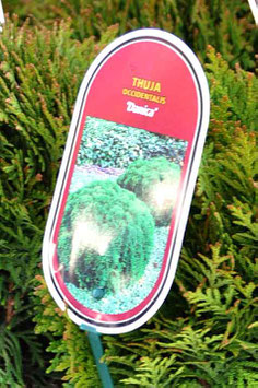 Thuja occ.Danica