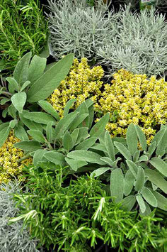 Plantes aromatiques Mix