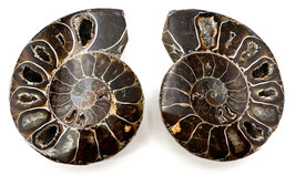 Ammonit, geschnitten und poliert