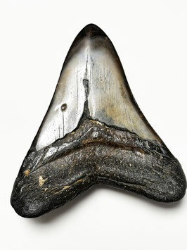 Megalodon-Zahn, anpoliert, XXL-Größe (13.0 cm)