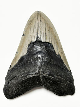 Megalodon-Zahn, mit Serration, XL-Größe (11.8 cm)