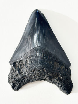 Megalodon-Zahn, 8.5 cm (mit Serration)
