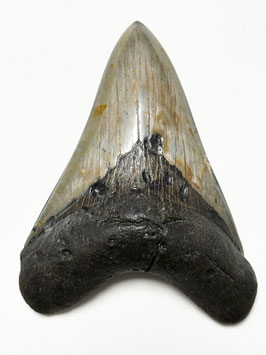 Megalodon-Zahn, 11.3 cm (anpoliert)