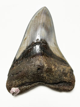 Megalodon-Zahn, 10.5 cm (anpoliert, mit Seepocke)