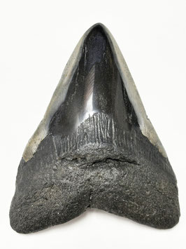 Megalodon-Zahn, anpoliert, XL-Größe (12.4 cm)