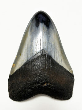 Megalodon-Zahn, 8.3 cm (anpoliert)